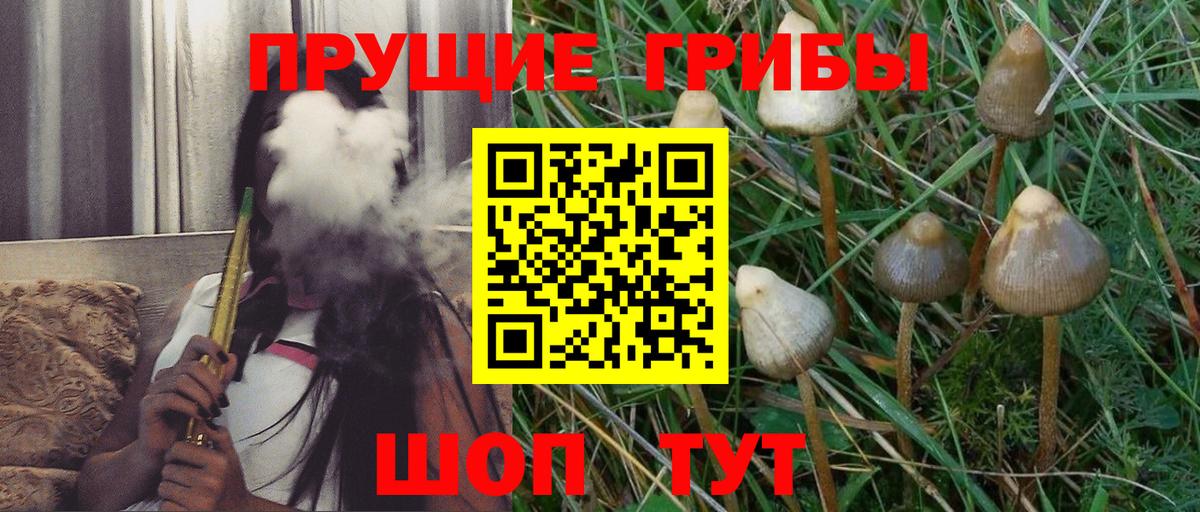 Псилоцибиновые грибы Cubensis Можайск